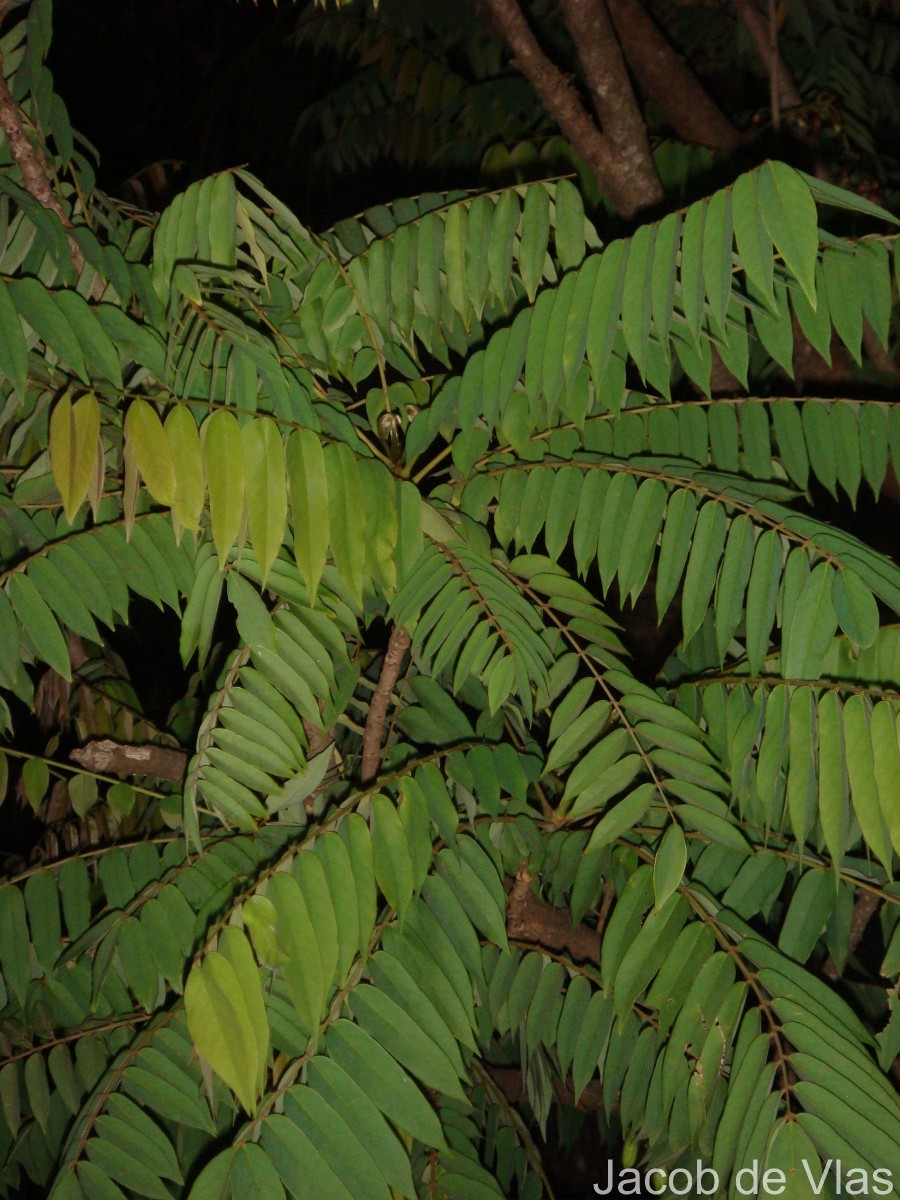 Averrhoa bilimbi L.
